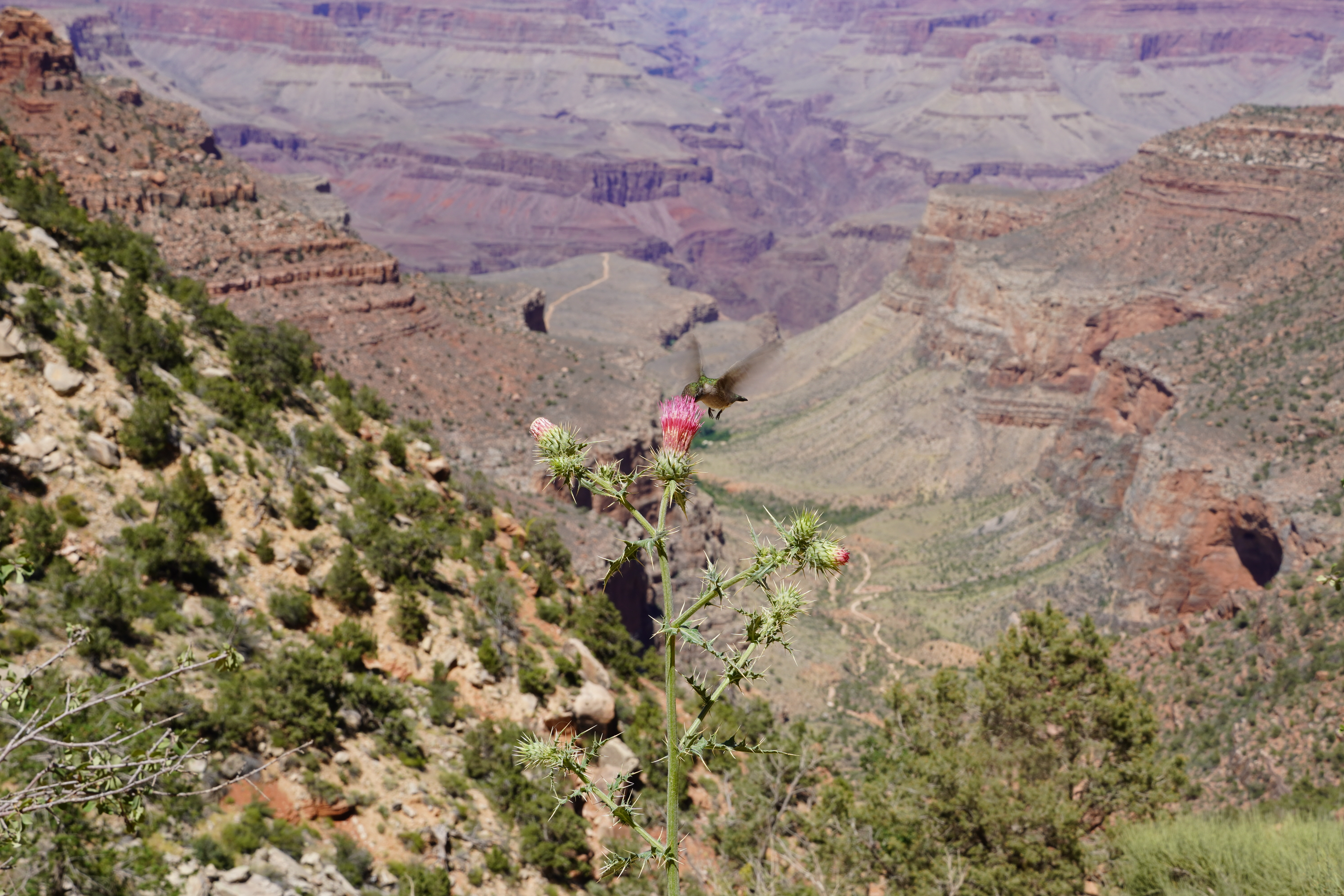 Hummingbird in the Grand Canyon