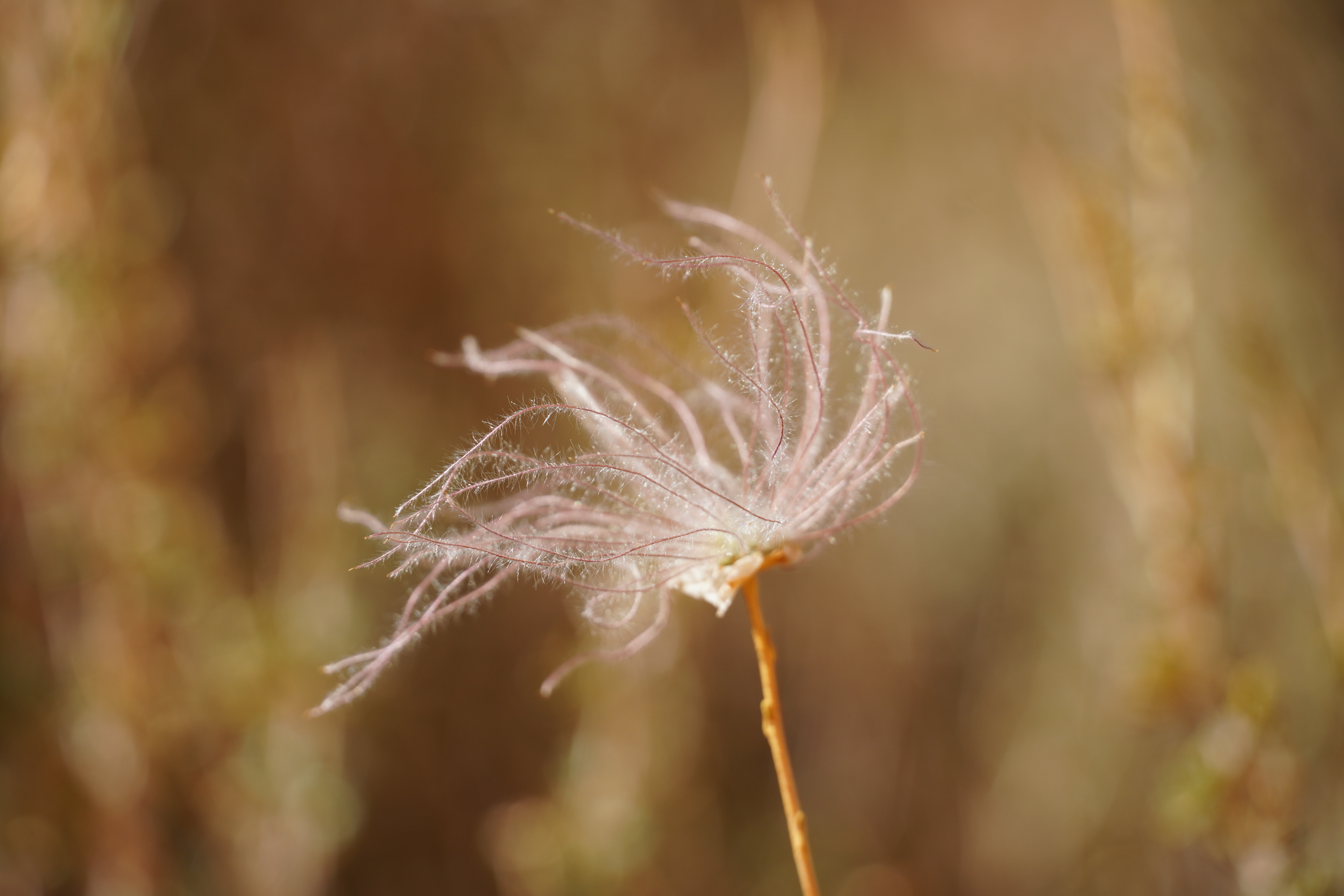 Trail Flower