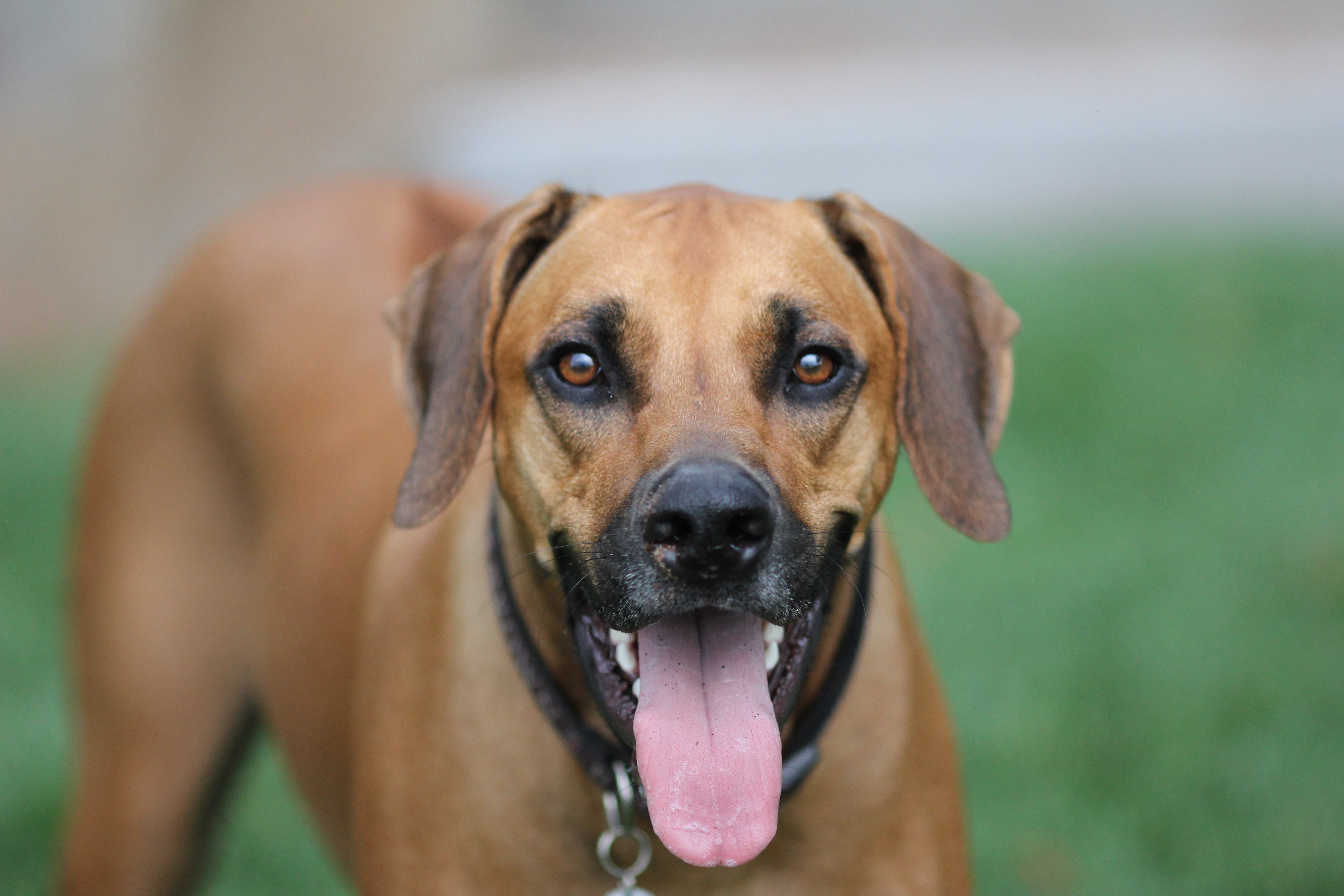 Gus Head Shot
